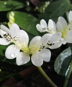 Roots Plants Miniature Pond Collection With A Lily | 6 X 1L Pots 9 Roots Plants Miniature Pond Collection With A Lily | 6 X 1L Pots