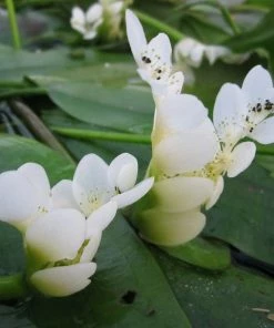 Roots Plants Water Hawthorn | Aponogeton Distachyos