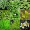 Roots Plants All Pond Plants Best Oxygenating Pond Plants Collection | Growers Choice