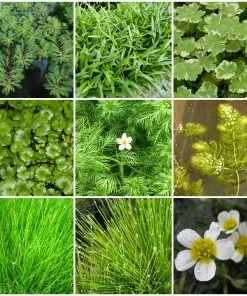 Roots Plants All Pond Plants Best Oxygenating Pond Plants Collection | Growers Choice