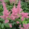 Roots Plants Astilbe Pink All Pond Plants