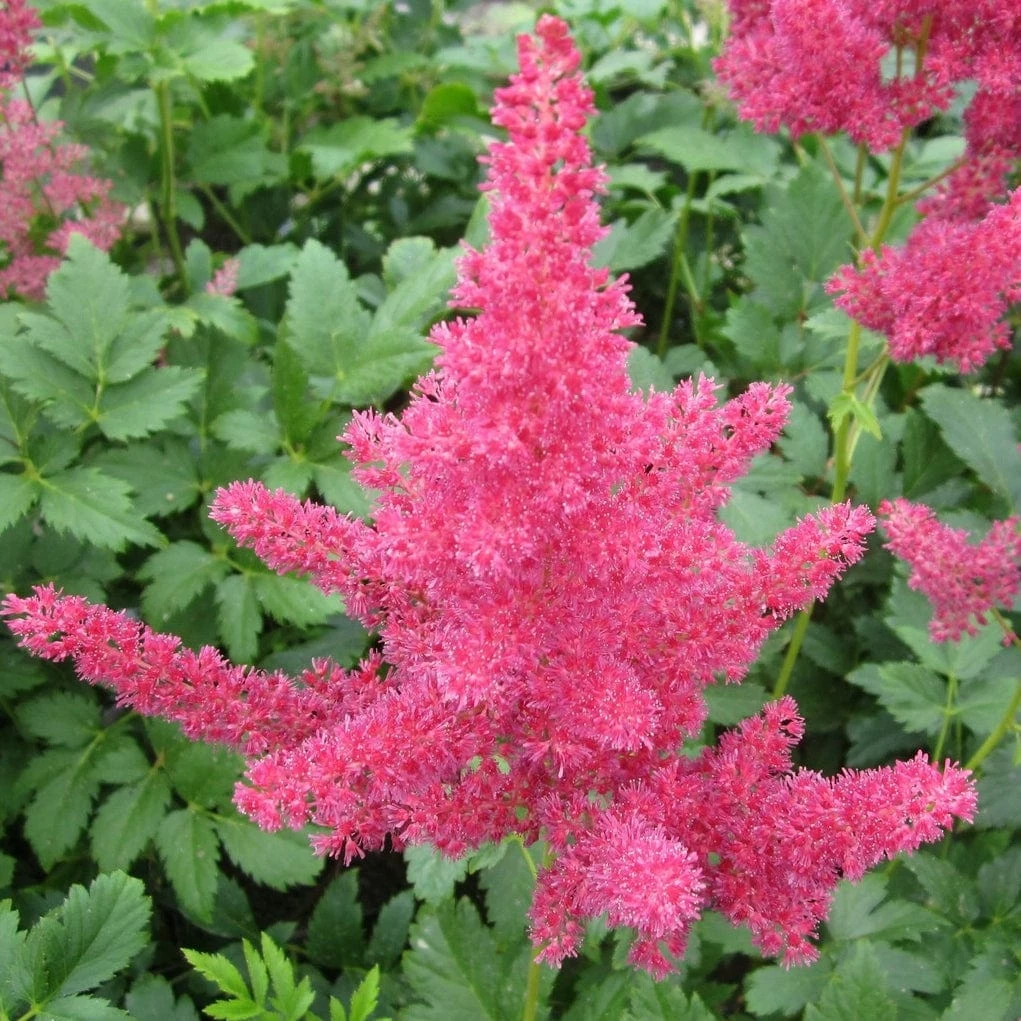 Roots Plants Astilbe Pink All Pond Plants 4 Roots Plants Astilbe Pink All Pond Plants