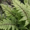 Roots Plants 3 Eared Lady Fern | Athyrium Otophorum Okanum | 9cm Pots