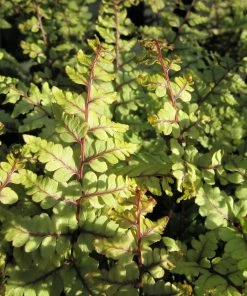 Roots Plants Ferns Premium Fern Collection | 6 X 9 Cm Pots