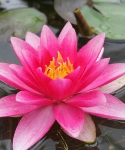 Roots Plants Red Water Lily | Nymphaea 'Attraction'
