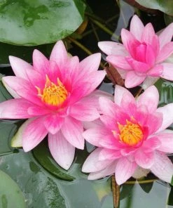 Roots Plants All Pond Plants Pond In A Pot Planting Kit | Oxygenating & Wildlife | Flowers & Structure