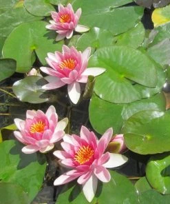 Roots Plants Red Water Lily | Nymphaea 'Attraction'