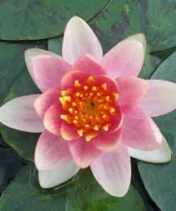 Roots Plants Variable Water Lily | Nymphaea Aurora