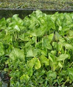 Roots Plants Marsh Marigold
