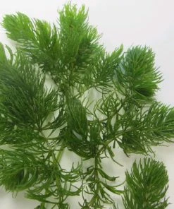 Roots Plants 5 Hornwort Plants| Oxygenating | 9cm Pots All Pond Plants 7 Roots Plants 5 Hornwort Plants| Oxygenating | 9cm Pots All Pond Plants