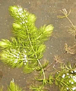 Roots Plants 5 Hornwort Plants| Oxygenating | 9cm Pots All Pond Plants 8 Roots Plants 5 Hornwort Plants| Oxygenating | 9cm Pots All Pond Plants