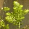 Roots Plants 5 Hornwort Plants| Oxygenating | 9cm Pots All Pond Plants