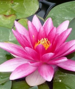 Roots Plants Water Lily 'Charles De Meurville' | Nymphaea