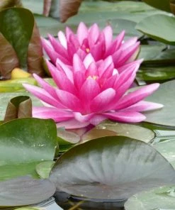 Roots Plants Water Lily 'Charles De Meurville' | Nymphaea