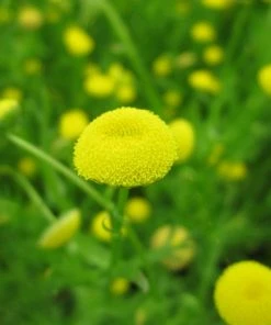 Roots Plants All Pond Plants Ornamental Colour Collection