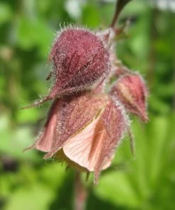 Roots Plants Geums Geum Rivale | Water Avens