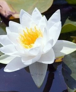 Roots Plants Miniature Pond Collection With A Lily | 6 X 1L Pots 10 Roots Plants Miniature Pond Collection With A Lily | 6 X 1L Pots