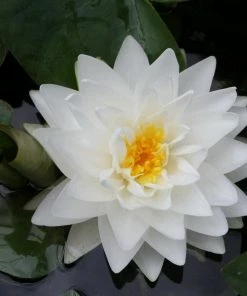 Roots Plants White Water Lily | Nymphaea Gonnere 7 Roots Plants White Water Lily | Nymphaea Gonnere