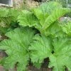 Roots Plants Giant Rhubarb | Gunnera Manicata