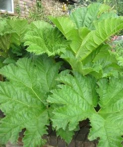 Roots Plants Giant Rhubarb | Gunnera Manicata