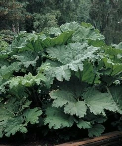 Roots Plants Giant Rhubarb | Gunnera Manicata