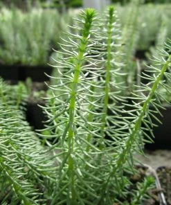 Roots Plants All Pond Plants Mare's Tail | Hippuris Vulgaris| Oxygenating 1L Pot