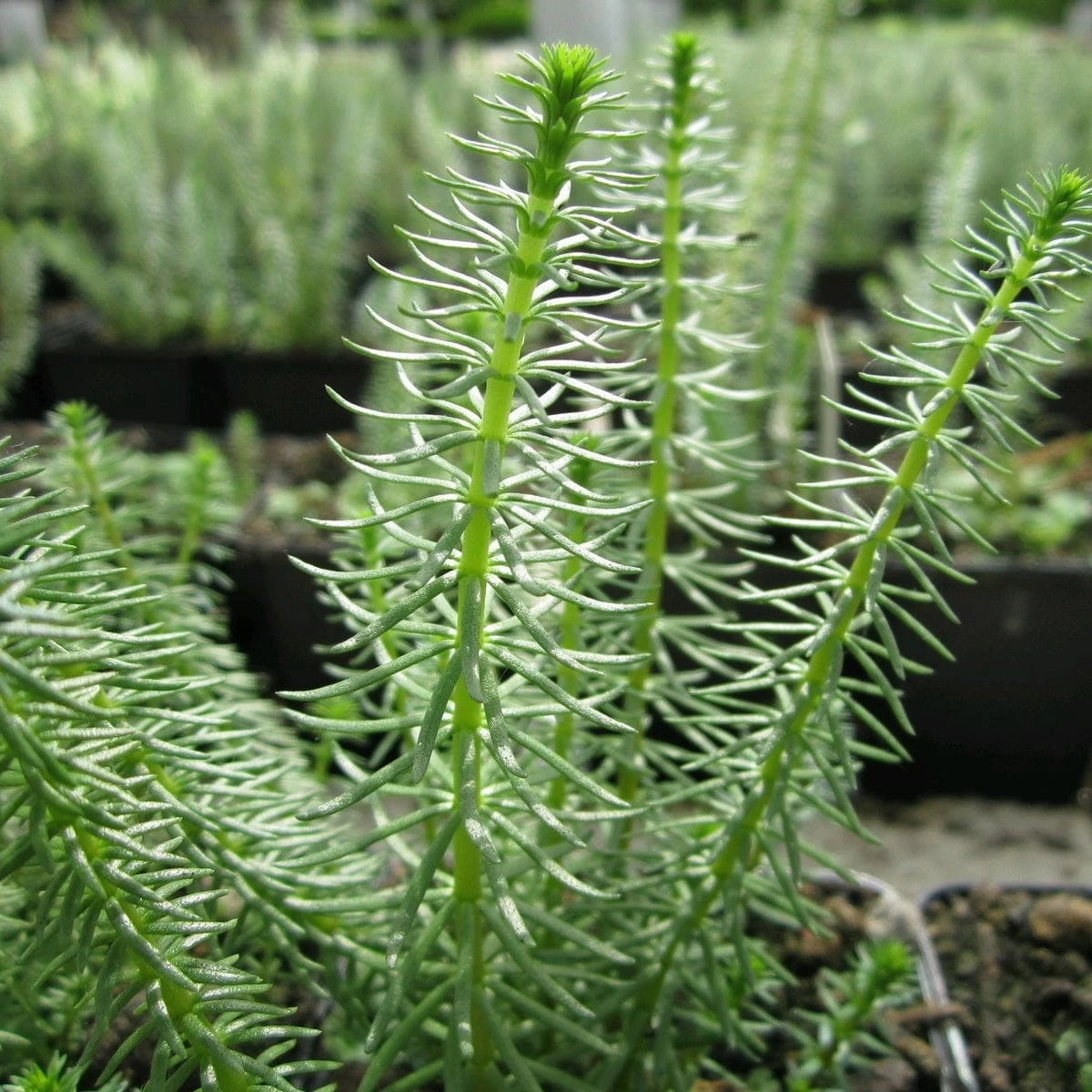 Roots Plants All Pond Plants Mare's Tail | Hippuris Vulgaris| Oxygenating 1L Pot 3 Roots Plants All Pond Plants Mare's Tail | Hippuris Vulgaris| Oxygenating 1L Pot