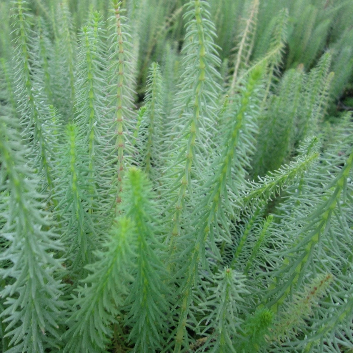 Roots Plants All Pond Plants Mare's Tail | Hippuris Vulgaris| Oxygenating 1L Pot 4 Roots Plants All Pond Plants Mare's Tail | Hippuris Vulgaris| Oxygenating 1L Pot