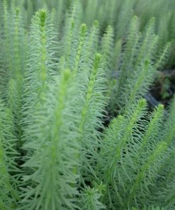 Roots Plants All Pond Plants Mare's Tail | Hippuris Vulgaris| Oxygenating 1L Pot 8 Roots Plants All Pond Plants Mare's Tail | Hippuris Vulgaris| Oxygenating 1L Pot