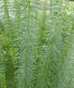 Roots Plants All Pond Plants Mare's Tail | Hippuris Vulgaris| Oxygenating 1L Pot 9 Roots Plants All Pond Plants Mare's Tail | Hippuris Vulgaris| Oxygenating 1L Pot