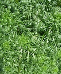 Roots Plants 5 Water Violet Plants| Oxygenating | 9cm Pots