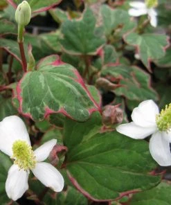 Roots Plants Houttuynia Cordata 'Boo Boo'