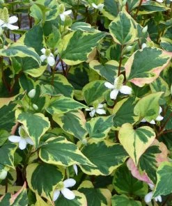 Roots Plants Houttuynia Cordata 'Chameleon'