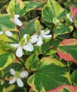 Roots Plants Houttuynia Cordata 'Chameleon'