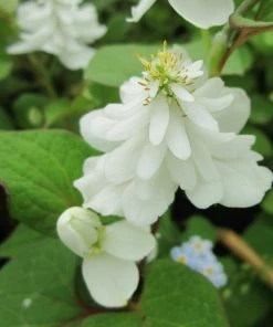 Roots Plants Orange Peel Plant | Houttuynia Cordata 'Plena' 6 Roots Plants Orange Peel Plant | Houttuynia Cordata 'Plena'