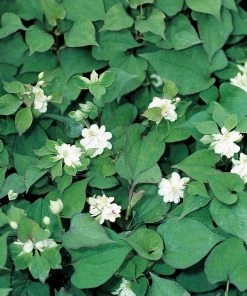 Roots Plants Orange Peel Plant | Houttuynia Cordata 'Plena' 7 Roots Plants Orange Peel Plant | Houttuynia Cordata 'Plena'