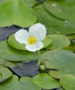 Roots Plants 5 Frogbit Plants | 9cm Pots