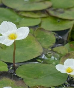 Roots Plants 5 Frogbit Plants | 9cm Pots