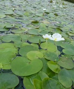 Roots Plants 5 Frogbit Plants | 9cm Pots