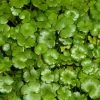 Roots Plants All Pond Plants Miniature Pennywort | Hydrocotyle Nova Zealand| Oxygenating 1L Pot