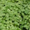 Roots Plants Crystal Confetti | Hydrocotyle Sibthorpioides Variegata| Oxygenating 1L Pot All Pond Plants