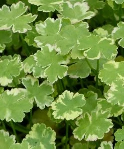 Roots Plants Crystal Confetti | Hydrocotyle Sibthorpioides Variegata| Oxygenating 1L Pot All Pond Plants