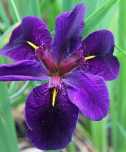 Roots Plants Iris Louisiana 'Black Gamecock' Irises 12 Roots Plants Iris Louisiana 'Black Gamecock' Irises