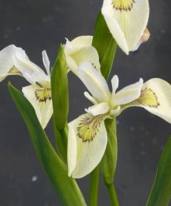 Roots Plants Iris Pseudacorus'Alba' Irises