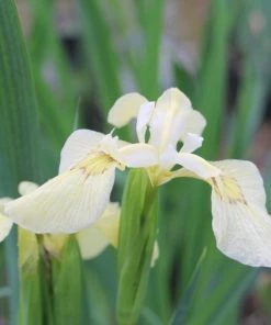 Roots Plants Iris Pseudacorus 'Alba' Irises