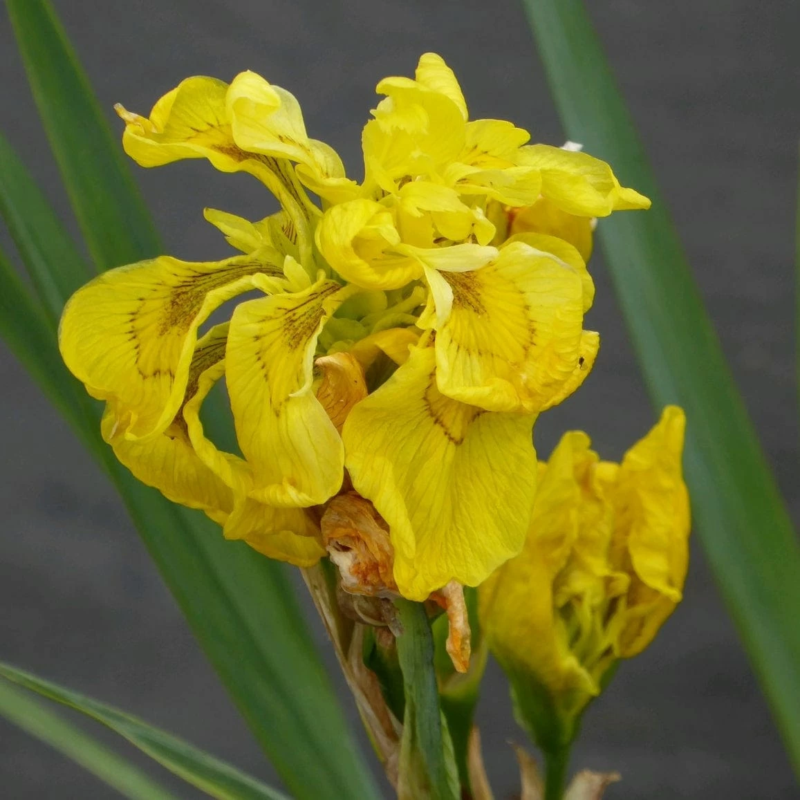 Roots Plants Iris Pseudacorus 'Flore Pleno' Irises 3 Roots Plants Iris Pseudacorus 'Flore Pleno' Irises