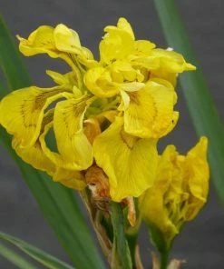 Roots Plants All Pond Plants Best Pond Plants For Any Size Pond | All In One | Oxygenating & Wildlife | Flowers & Structure