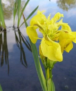 Roots Plants Irises Iris Pseudacorus