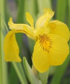 Roots Plants Iris Pseudacorus 'Variegata' 3L Pot Irises