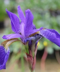 Roots Plants Iris Sibirica